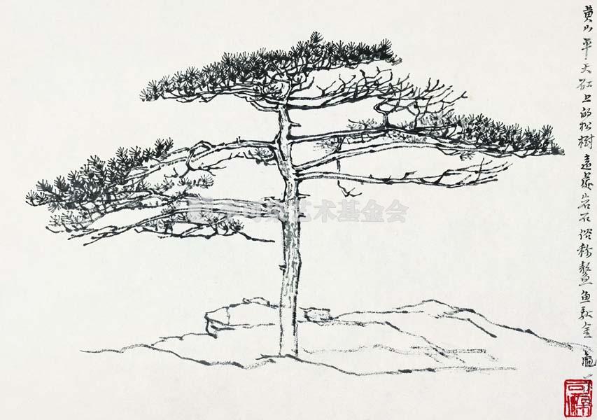 黄山平天矼上的松树